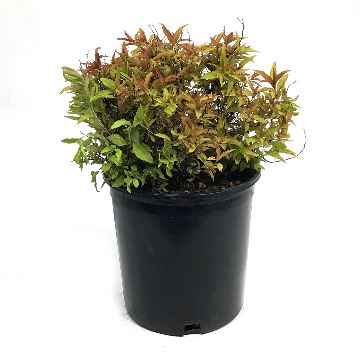Spirea, 2 gal, Flaming Mound
