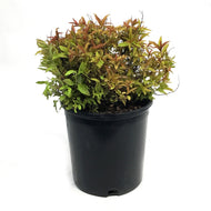 Spirea, 2 gal, Flaming Mound