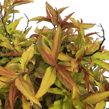 Load image into Gallery viewer, Spirea, 2 gal, Flaming Mound
