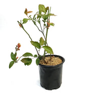 Blueberry, 1 gal, Patriot Highbush