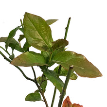 Load image into Gallery viewer, Blueberry, 1 gal, Patriot Highbush
