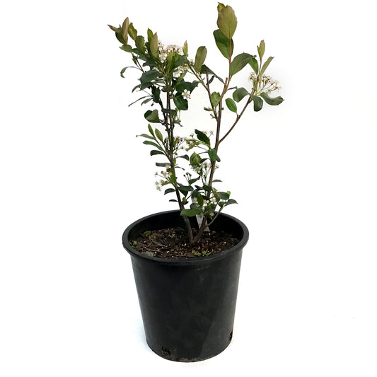 Chokeberry, 2 gal, Autumn Magic Black