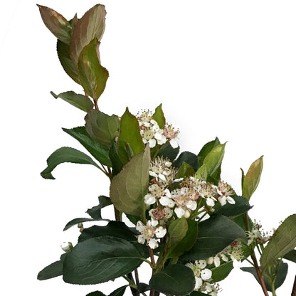 Chokeberry, 2 gal, Autumn Magic Black
