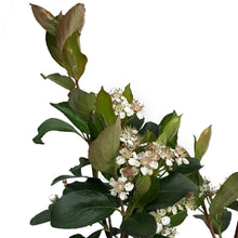 Load image into Gallery viewer, Chokeberry, 2 gal, Autumn Magic Black
