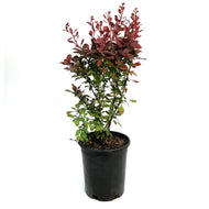 Barberry, 1 gal, Ruby Carousel®