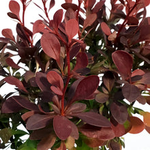 Load image into Gallery viewer, Barberry, 1 gal, Ruby Carousel®
