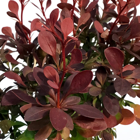 Barberry, 1 gal, Ruby Carousel®