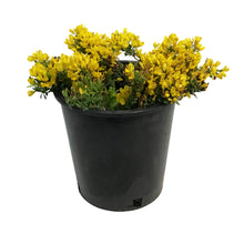 Load image into Gallery viewer, Broom, 2 gal, Yellow
