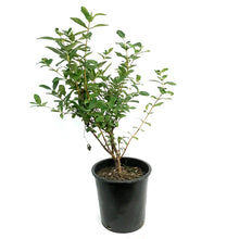 Load image into Gallery viewer, Haskap Berry, 2 gal, Boreal Beauty
