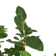 Load image into Gallery viewer, Haskap Berry, 2 gal, Boreal Beauty

