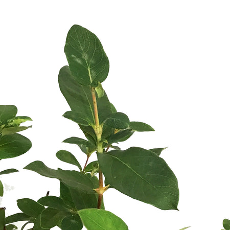 Haskap Berry, 2 gal, Boreal Beauty