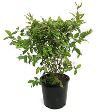 Load image into Gallery viewer, Honeysuckle, 2 gal, Sakhalin
