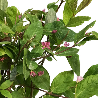 Honeysuckle, 2 gal, Sakhalin