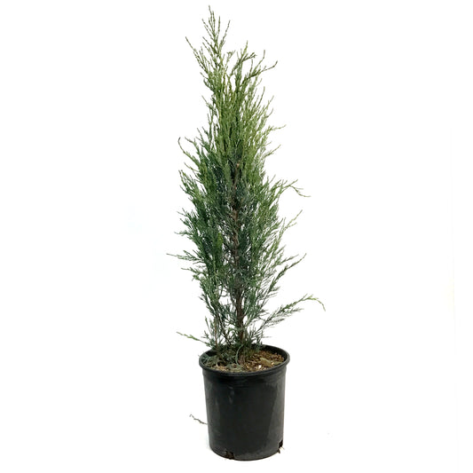 Juniper, 2 gal, Skyrocket