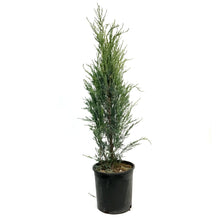 Load image into Gallery viewer, Juniper, 2 gal, Skyrocket
