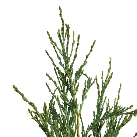 Juniper, 2 gal, Skyrocket