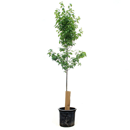 Lilac, 10 gal, Ivory Silk Japanese Tree Lilac