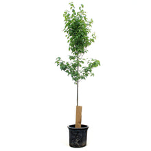 Load image into Gallery viewer, Lilac, 10 gal, Ivory Silk Japanese Tree Lilac
