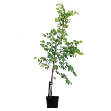 Load image into Gallery viewer, Linden, 7 gal, Little Leaf
