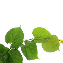 Load image into Gallery viewer, Linden, 7 gal, Little Leaf

