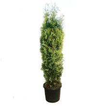 Load image into Gallery viewer, Cedar, 15 gal, Brandon
