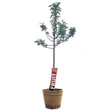 Load image into Gallery viewer, Apple, 7 gal, Dwarf, Goodland
