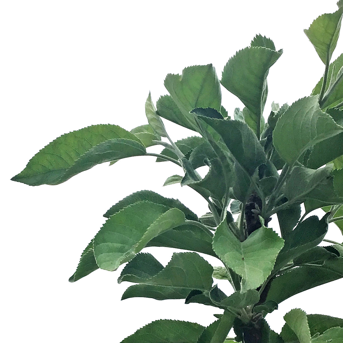 Apple, 7 gal, Dwarf, Goodland