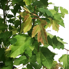 Load image into Gallery viewer, Maple, 2 gal, Amur , Flame
