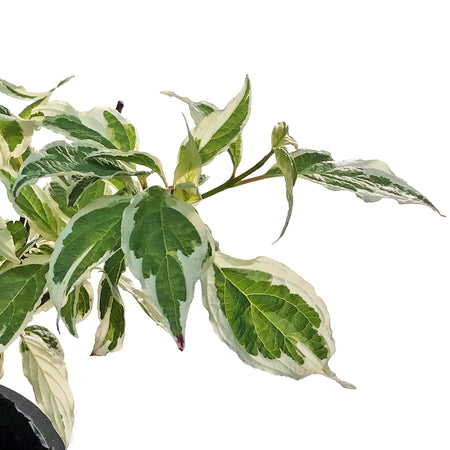 Dogwood, 2 gal, Siberian Variegated