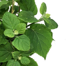 Load image into Gallery viewer, Hydrangea, 2 gal, Flowerfull Smooth
