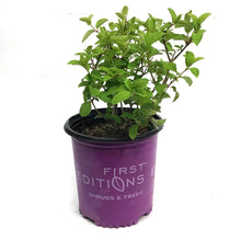 Load image into Gallery viewer, Hydrangea, 2 gal, Little Hottie

