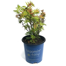 Load image into Gallery viewer, Spirea, 2 gal, False Spirea, Cherry On Top
