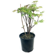 Spirea, 2 gal, False Spirea, Matcha Ball