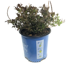 Load image into Gallery viewer, Weigela, 2 gal, Stunner
