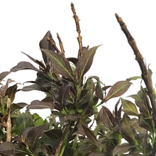 Load image into Gallery viewer, Weigela, 2 gal, Stunner
