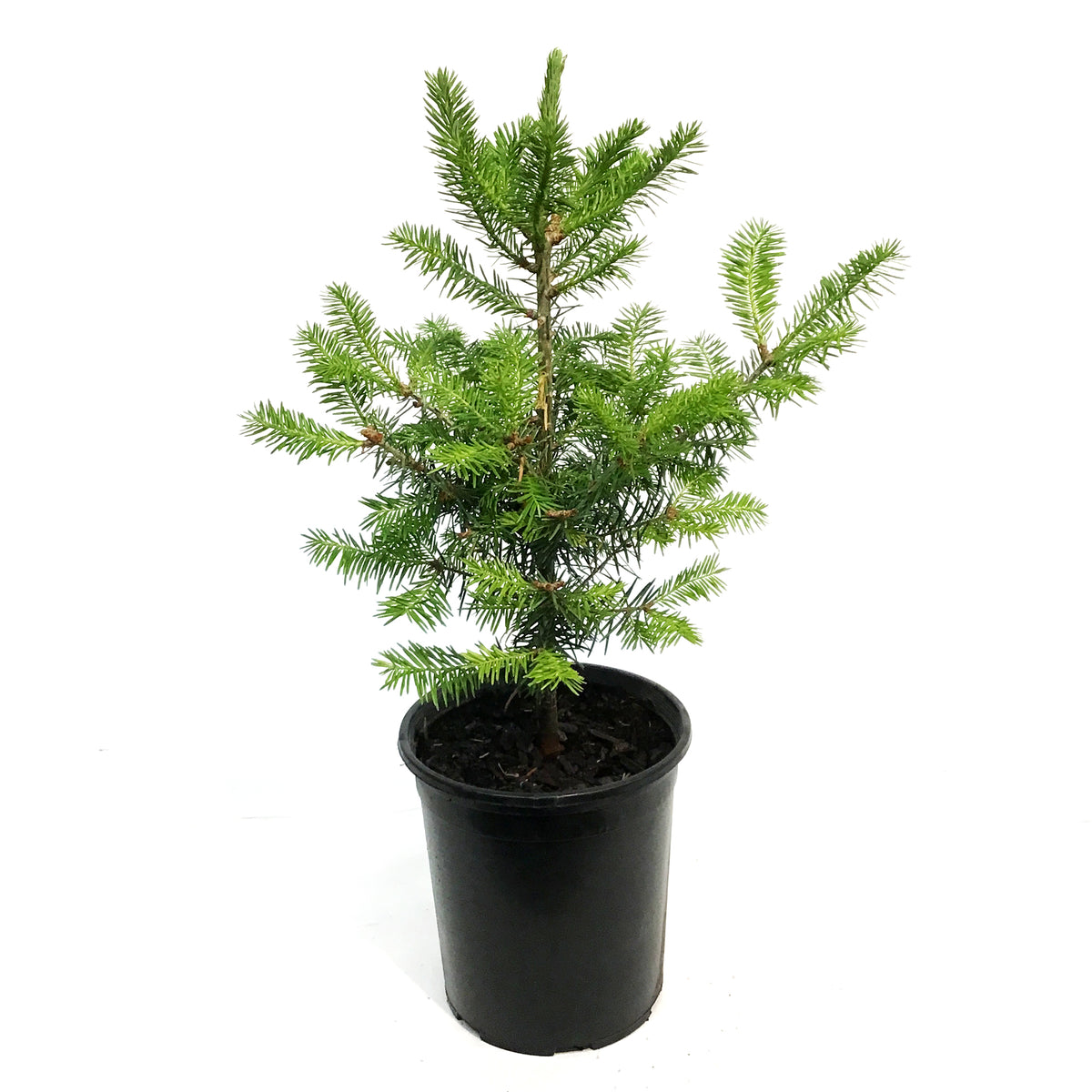 Fir, 1 gal, Balsam