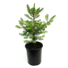 Load image into Gallery viewer, Fir, 1 gal, Balsam
