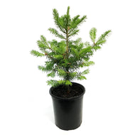 Fir, 1 gal, Balsam