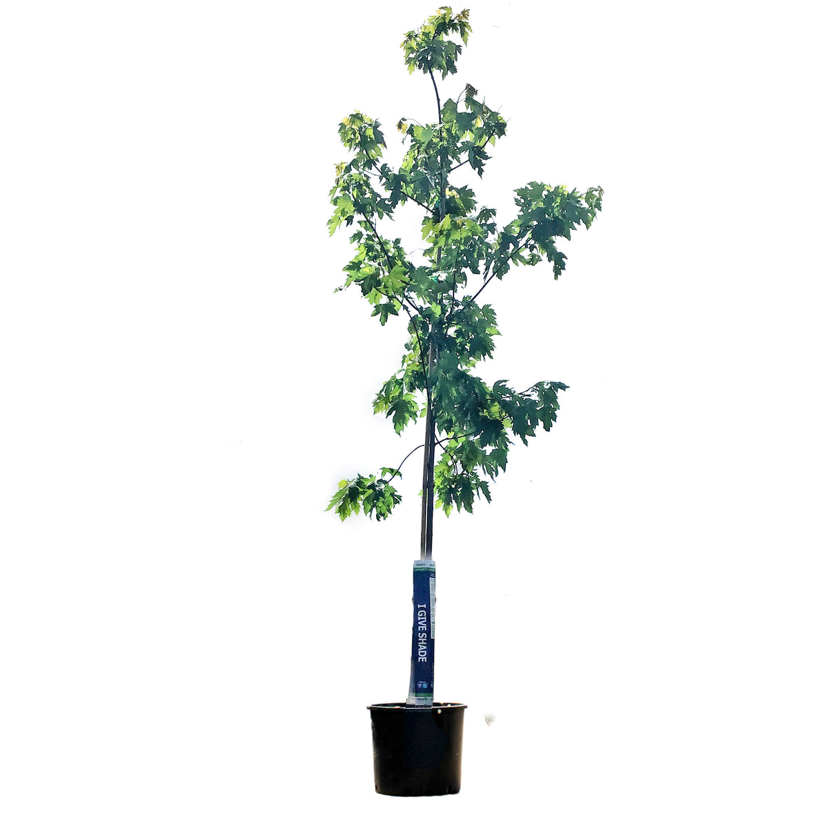 Maple, 7 gal, Silver Cloud®