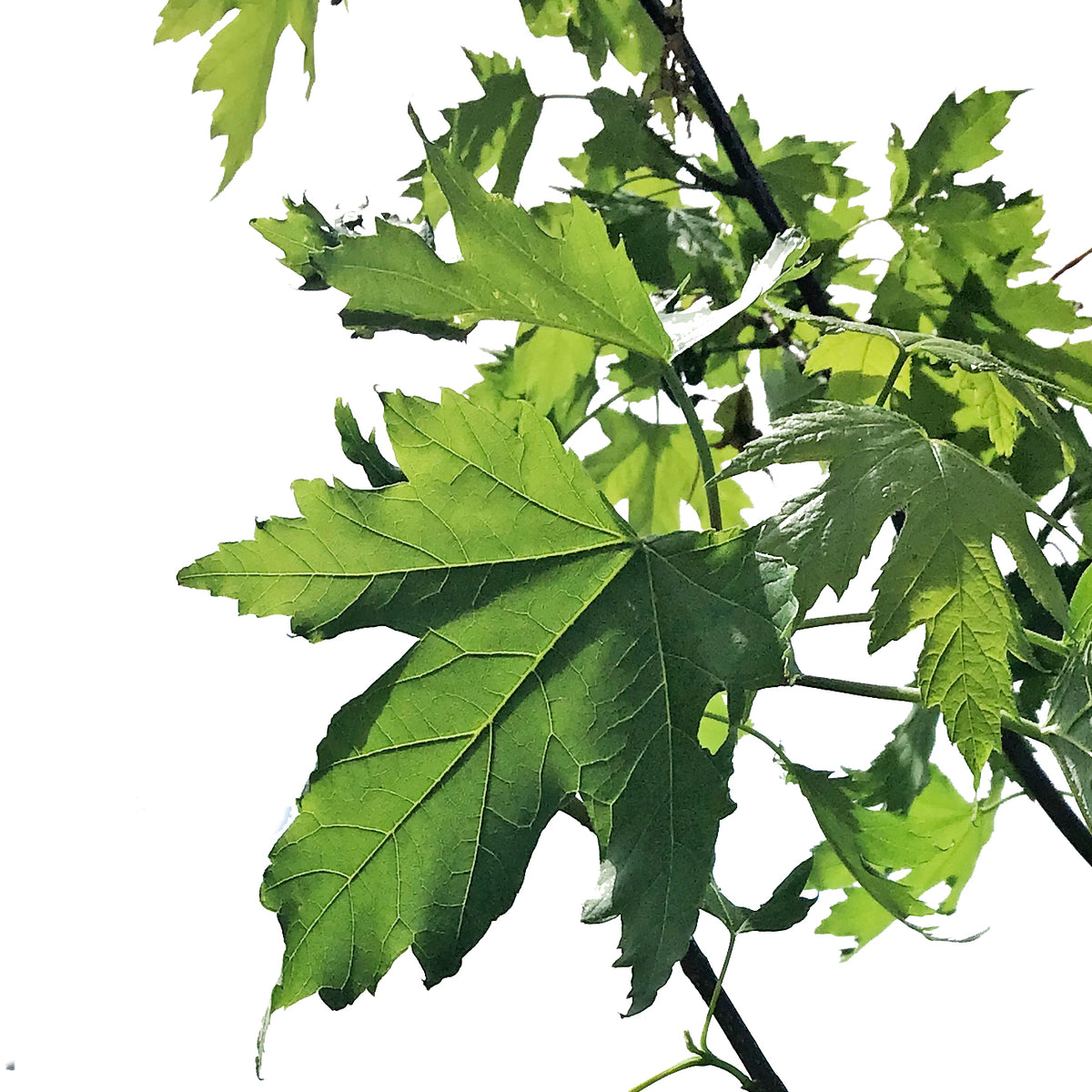 Maple, 7 gal, Silver Cloud®