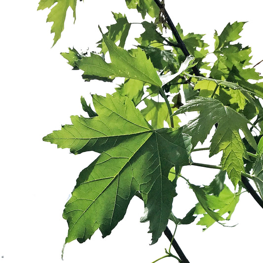 Maple, 7 gal, Silver Cloud®