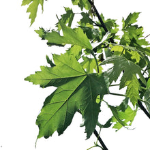 Load image into Gallery viewer, Maple, 7 gal, Silver Cloud®
