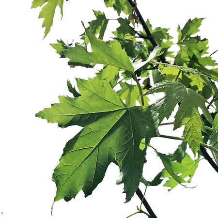 Maple, 7 gal, Silver Cloud®