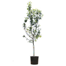 Load image into Gallery viewer, Apple, 7 gal, Prairie Magic
