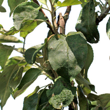 Load image into Gallery viewer, Apple, 7 gal, Prairie Magic
