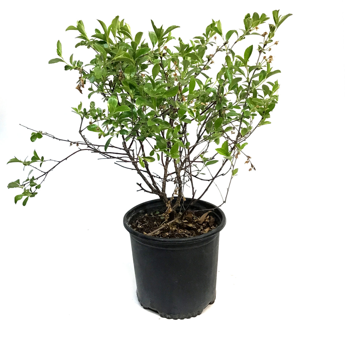 Cherry, 8in, Cutie Pie