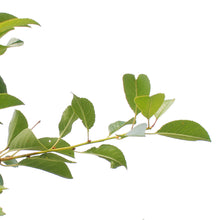 Load image into Gallery viewer, Cherry, 7 Gal, Combination
