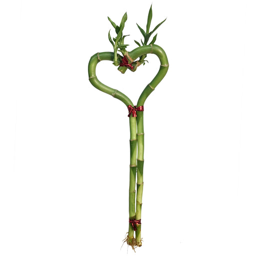 Lucky Bamboo, 30cm, Heart