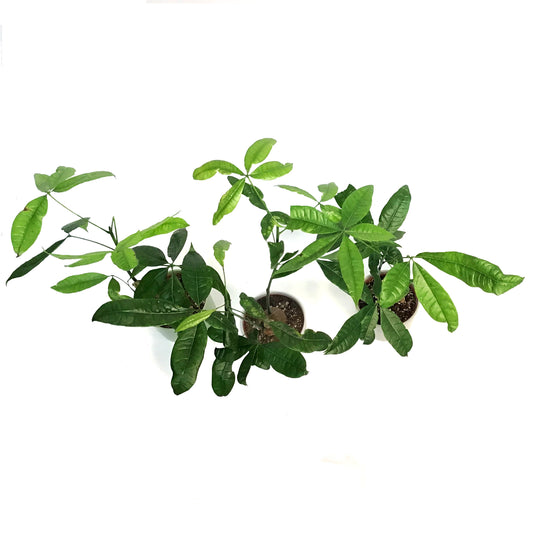Pachira, 6in, Money Tree Braid in Ceramic Pot
