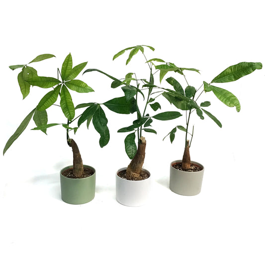 Pachira, 6in, Money Tree Braid in Ceramic Pot